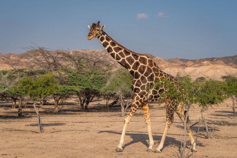 018 Sir Bani Yas.jpg